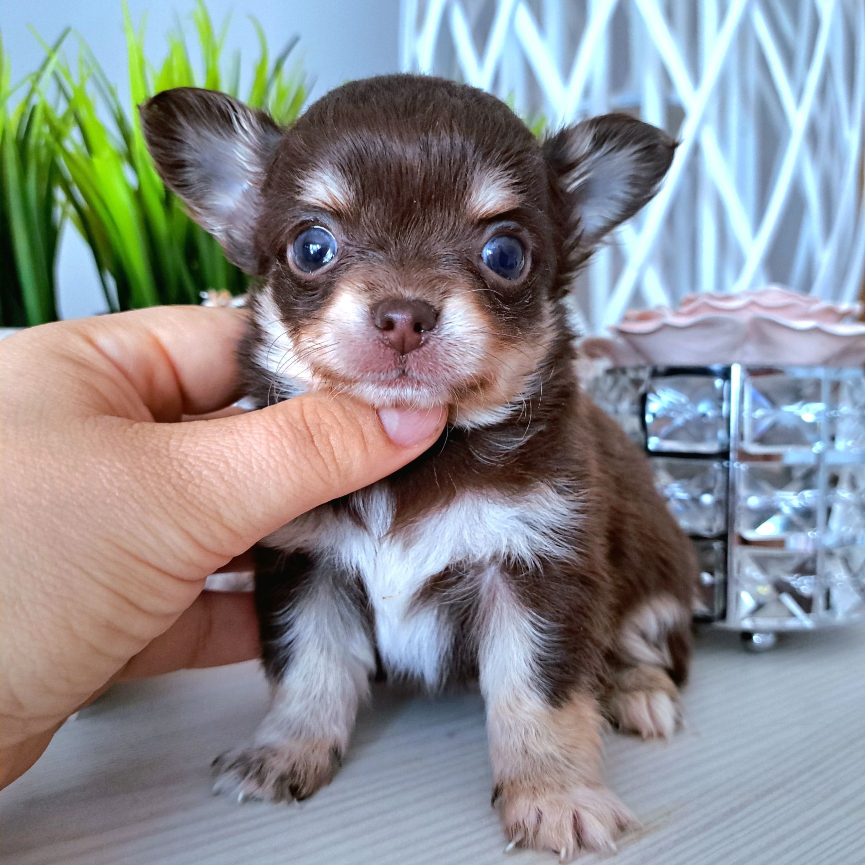 Charlie czekoladowy chłopiec długowłosy  Chihuahua
