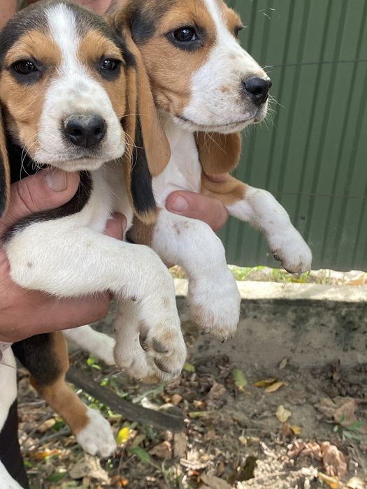 Щенятка. Біглі для позитиву