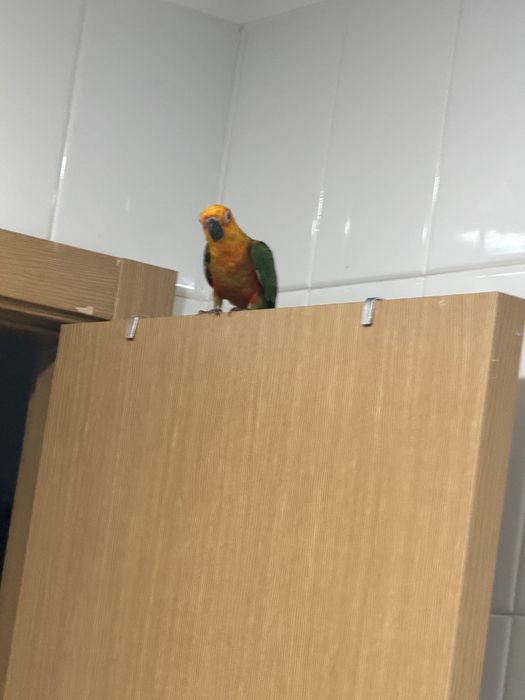 Arantinga muito meigo