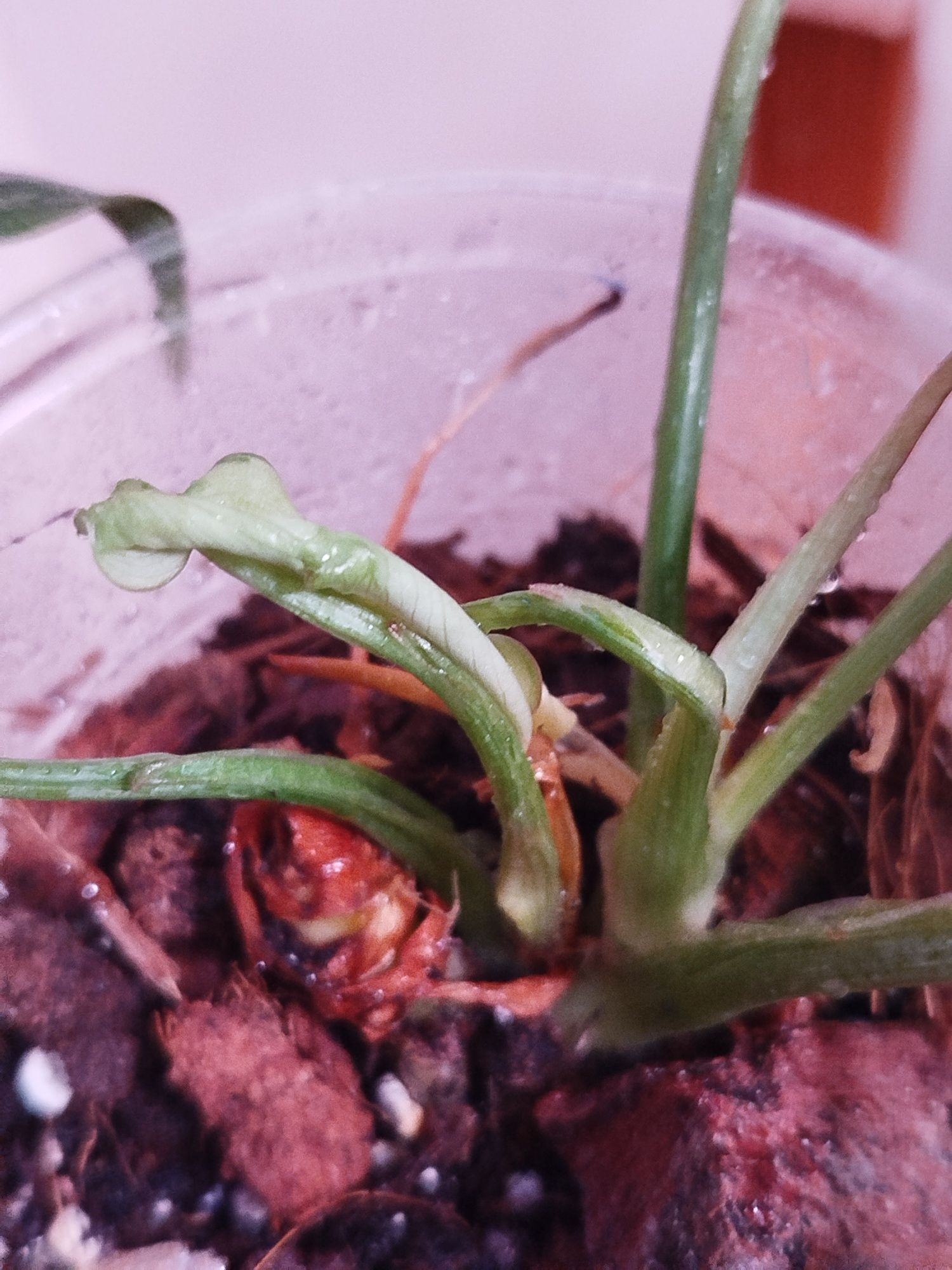 Філодендрон Gloriosum variegated, Філодендрон Raysep