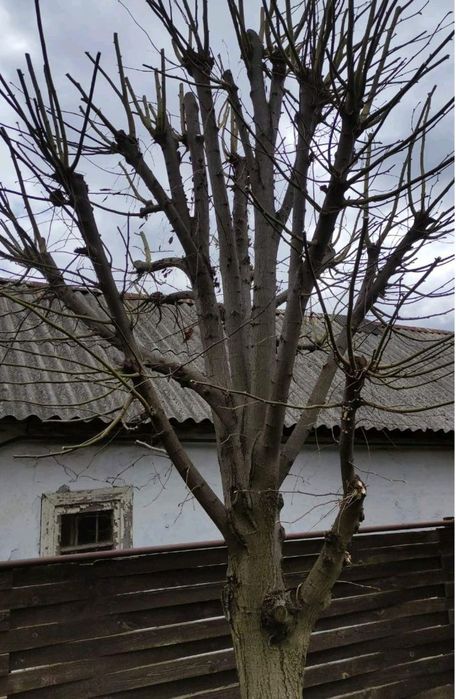 Осіння обрізка саду. Обробка рослин, підготовка саду до зими.