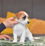 Jack Russell Terrier FCI–piesek, który wypełni Twój dom radością! ZKwP