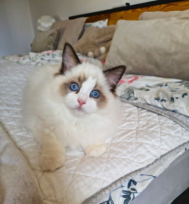 Uroczy kocurek jak miś przytulanka