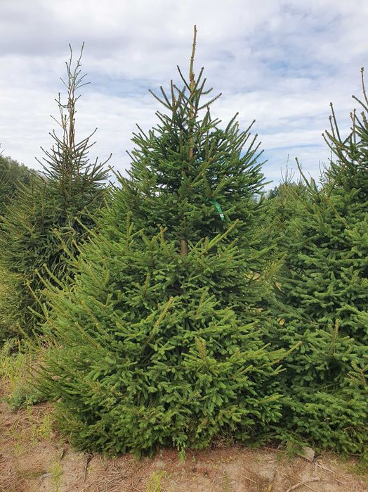 Świerk Pospolity Formowany cięty lub w donicy 80 - 250 cm / JODŁA