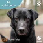 Psiak Ed szuka domu!