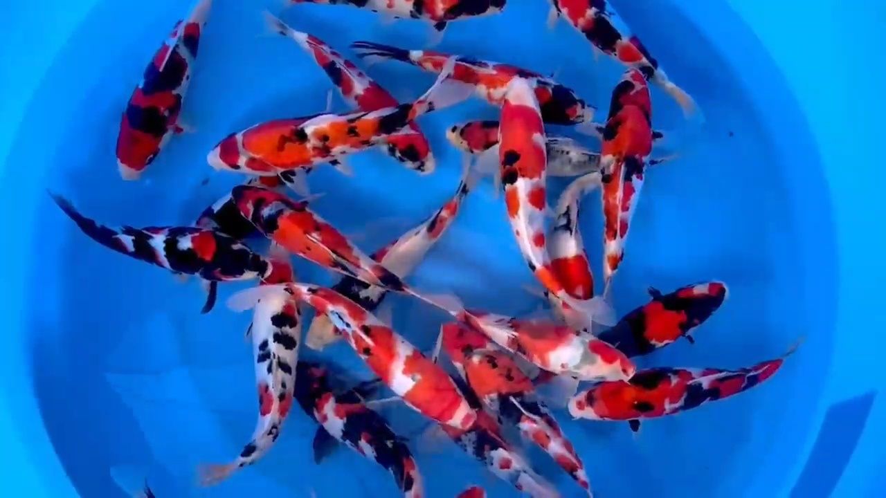 Carpa koi - SHOWA - TOSAI - C/CERTIFICADO
