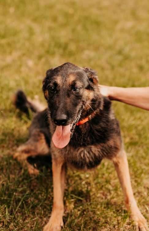 Nixi - specjalistka do spraw spacerów poleca się do adopcji!!!