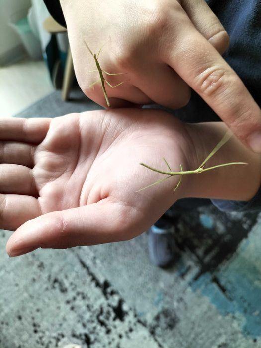 Patyczaki małe oddam