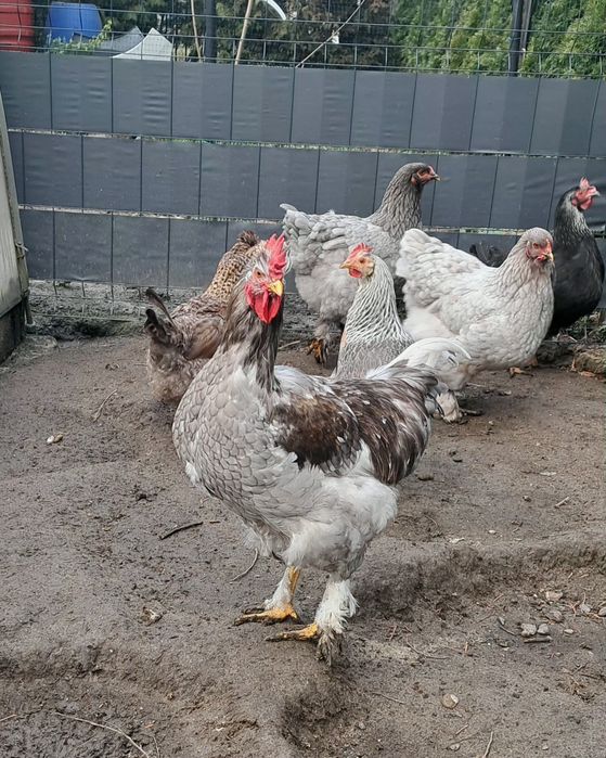 Sprzedam młode koguty z czerwca