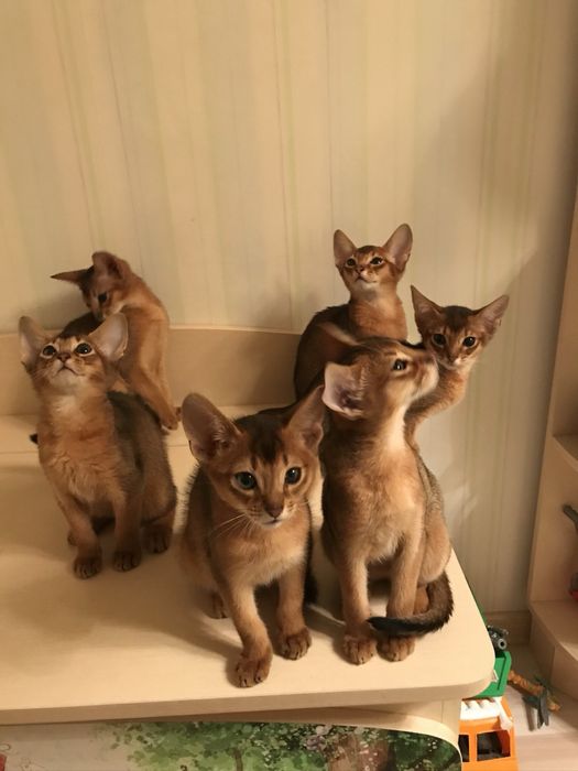 Готовый бизнес прибыльный бизнес Питомник породистых котов