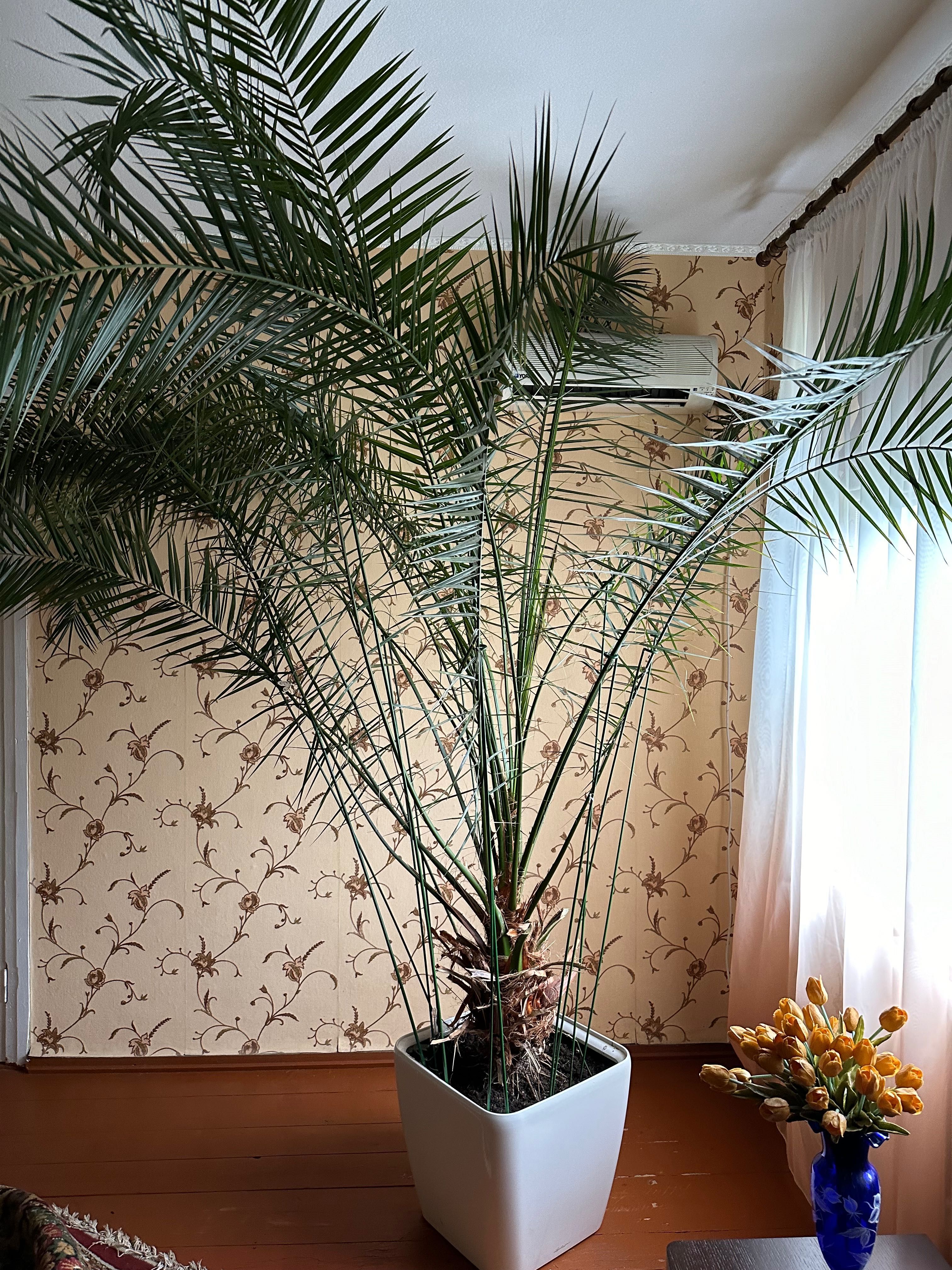 Шикарна кримська фінікова пальма