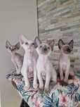 Koty Devon Rex