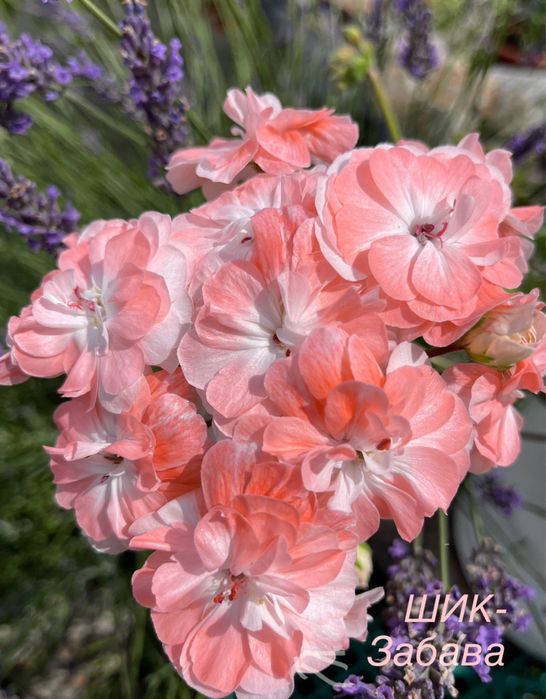 Пеларгонія ЮВ-Звезда Водолея