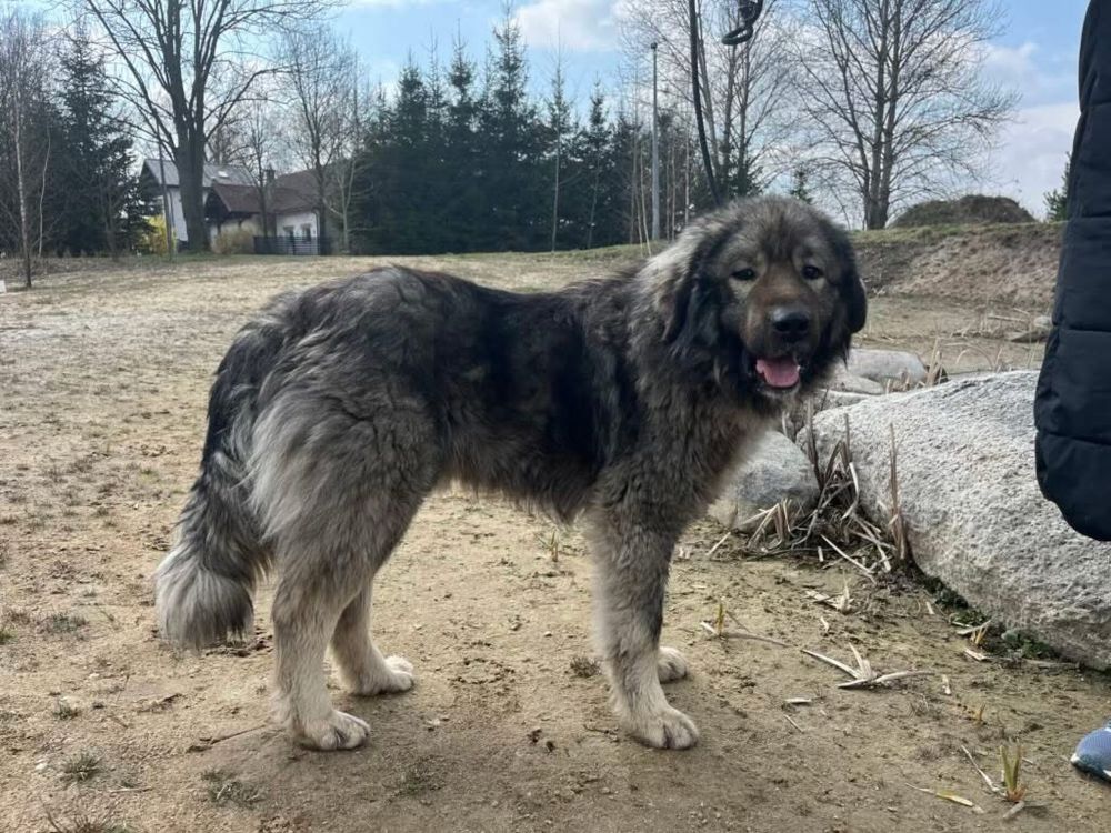 Mlody owczarek kaukaski do adopcjo!