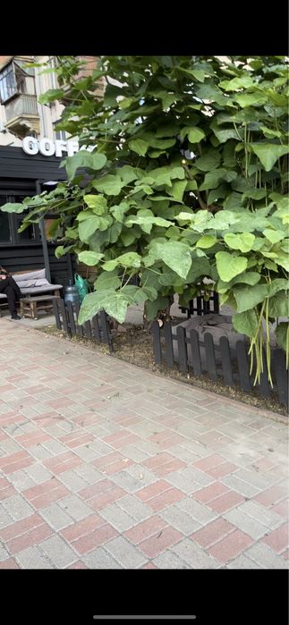 Продається розкручена кавярня