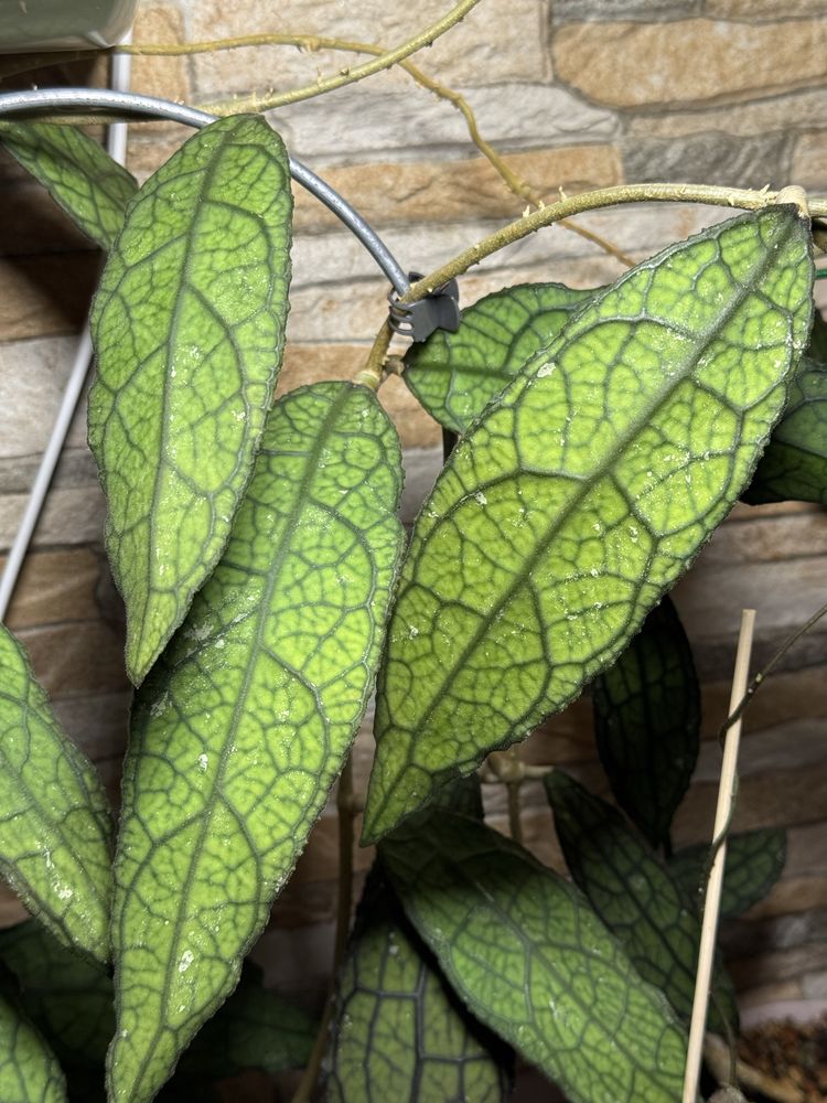 Хойя clemensiorum Sumatra, hoya