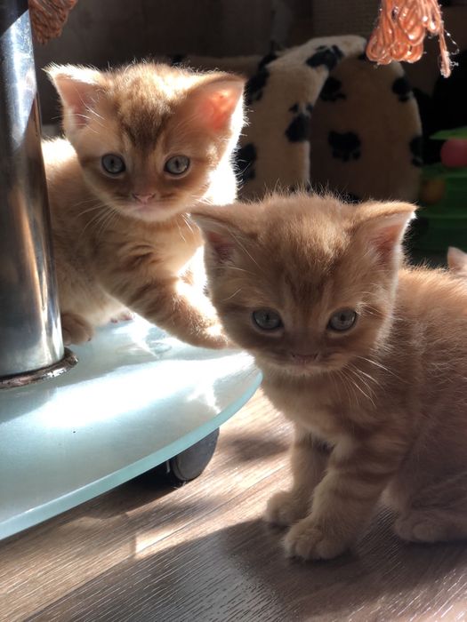 Шотландские вислоушки и прямоушки