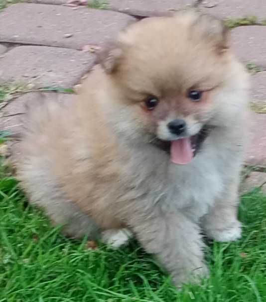 Szpic miniaturowy Pomeranian szczeniak