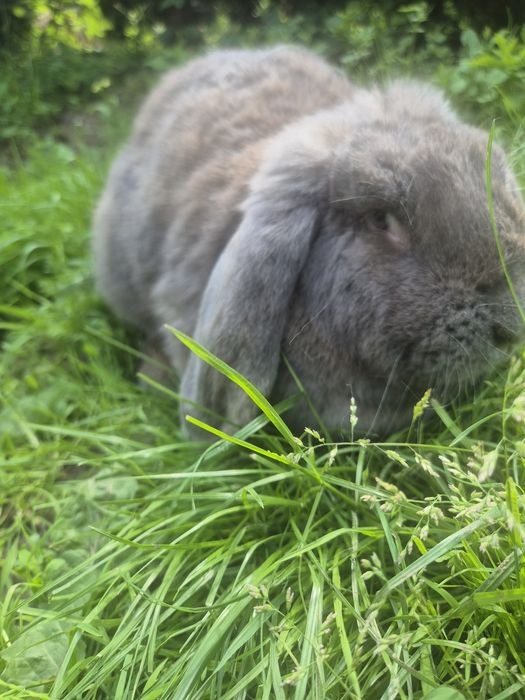 Samica barana francuskiego