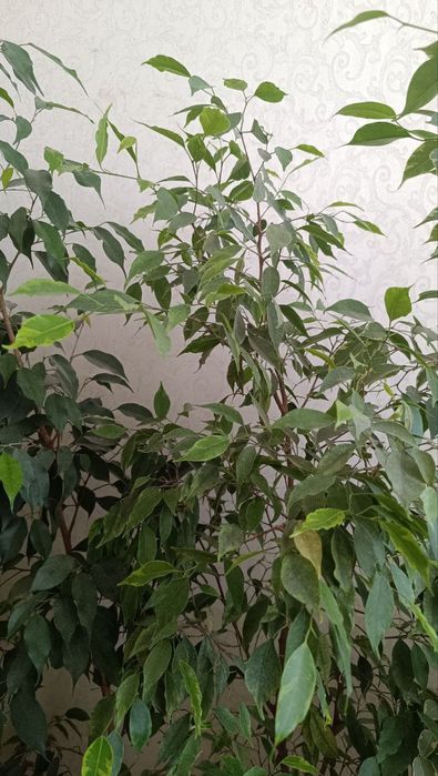 Фікуси Бенджаміна різних сортів, Регідан, Анастасія Старлайт, Голден К