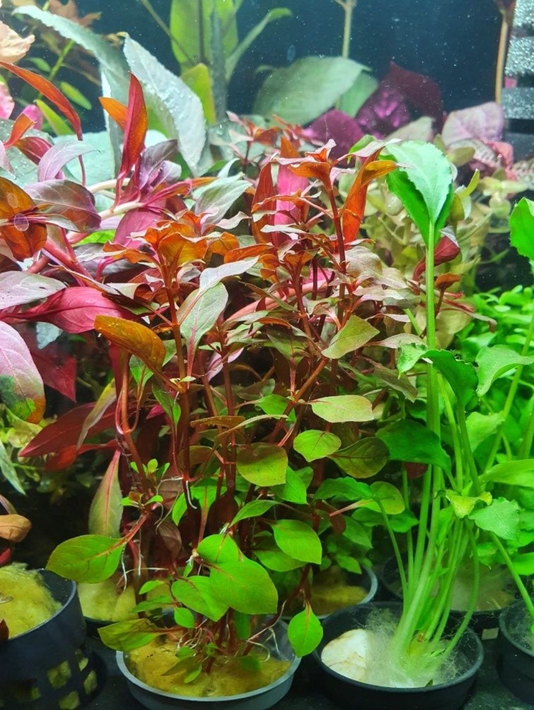 Rośliny akwariowe Piękne Dorodne Zdrowe Kolorowe w Koszyczkach