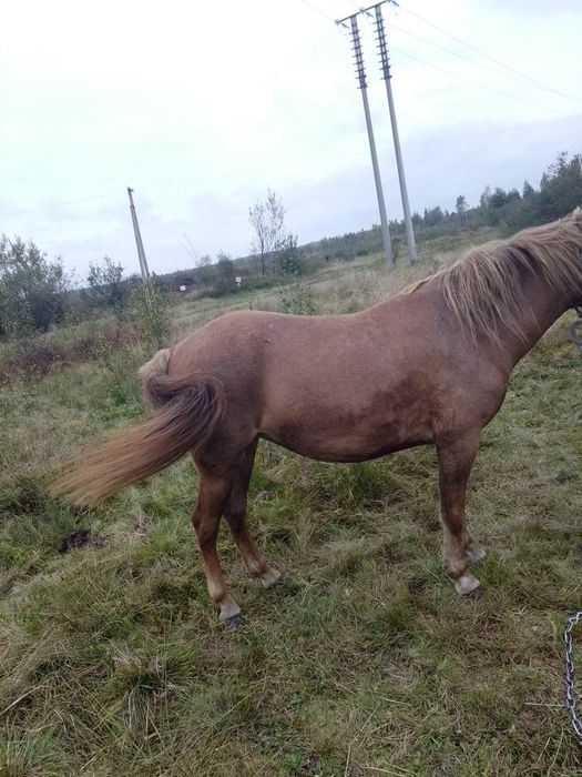 Продам пару коней лошиця 4роки кінь 9років