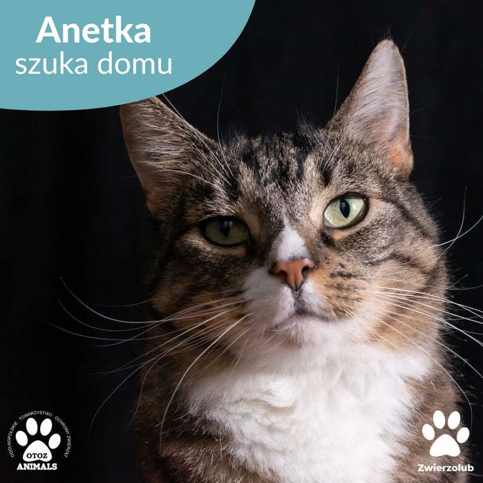 Śliczna kotka Anetka do adopcji!