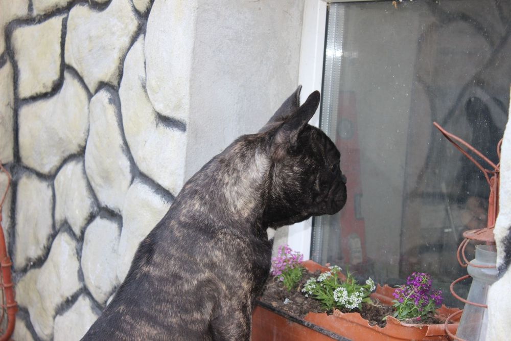 Француженка WKU KKU