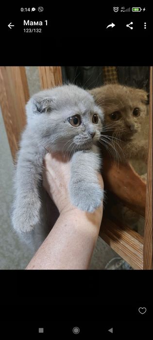 Кошеня Висловухе, 2 міс