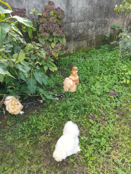 Galinha sedosas do Japão