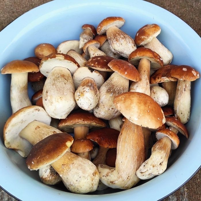 Сушені білі гриби