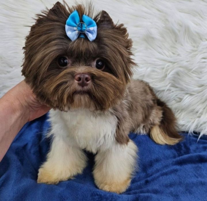 Śliczny piesek laleczka Choco White York