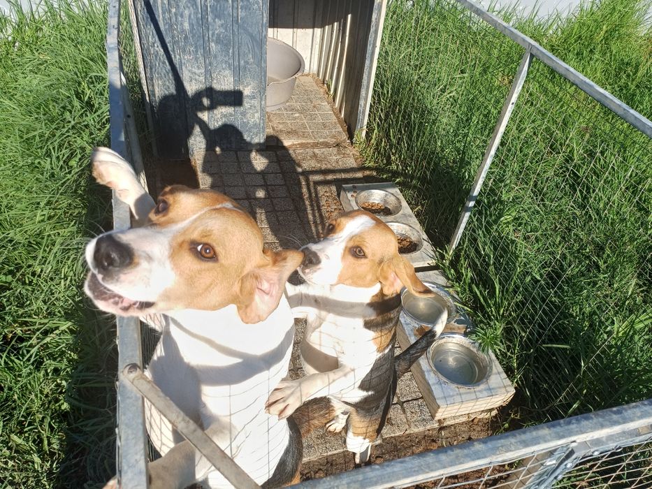 Casal beagle para adoção