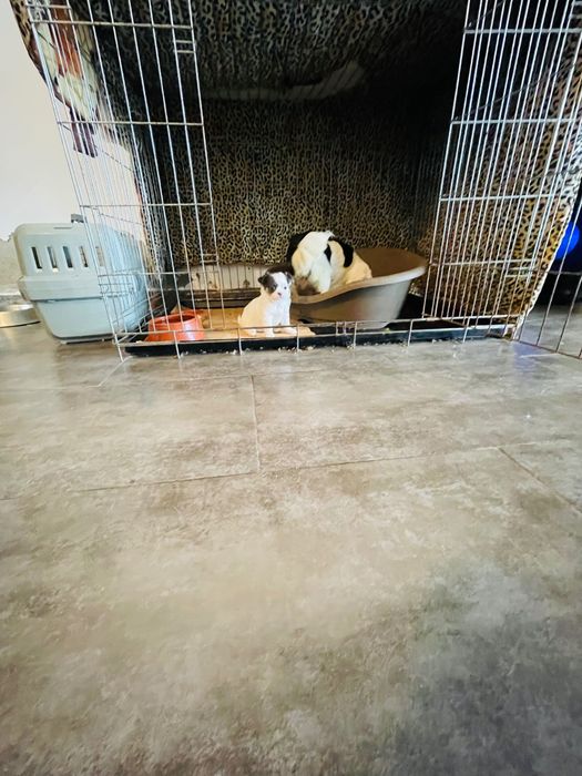 Chihuahua macho pelo longo