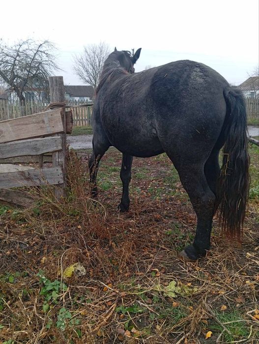 Продам велику кобилу