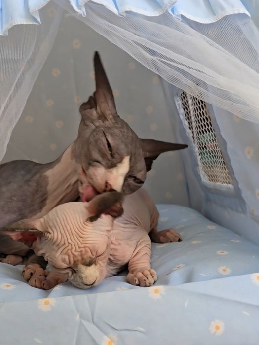 Kotka sfinks sphynx niebieskie oczka przepiękne