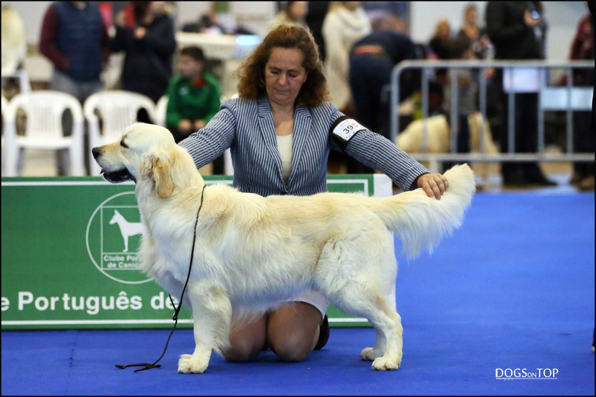 Golden Retriever com Lop e afixo