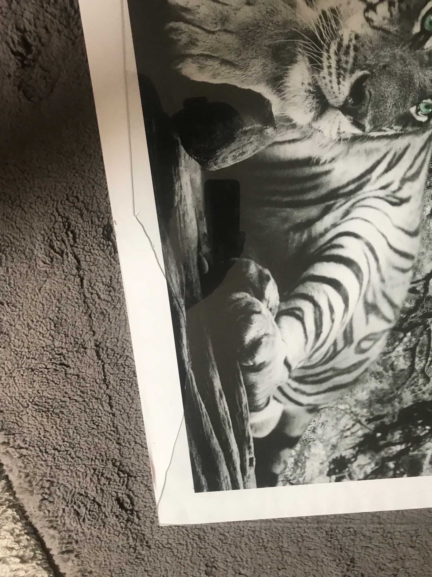 Plakat 70x100 cm tygrys z zielonymi oczami nie lew