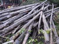 Drewno sosnowe suche