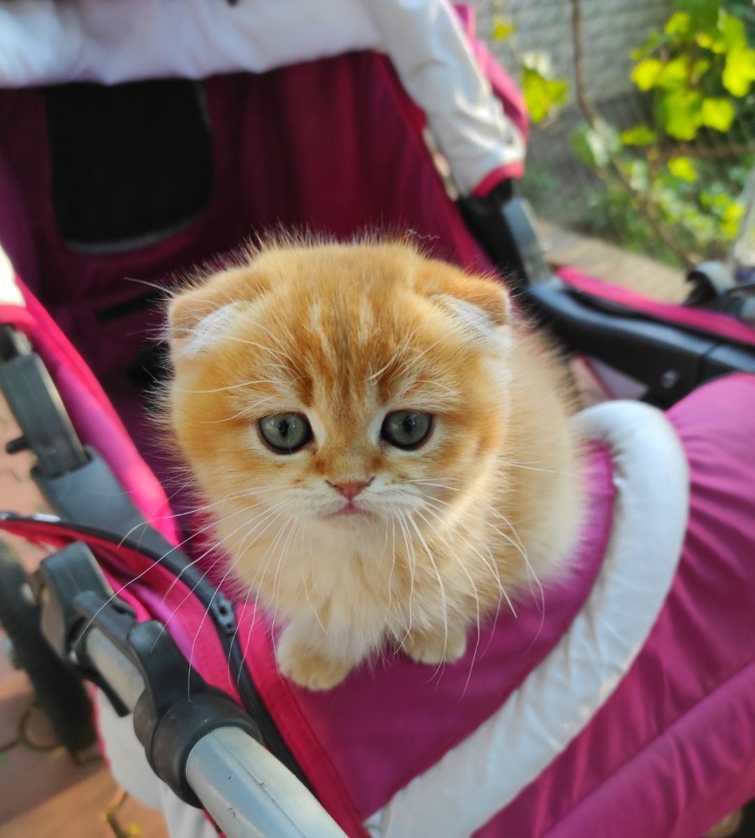 Золотий шиншила хлопчик висловушка