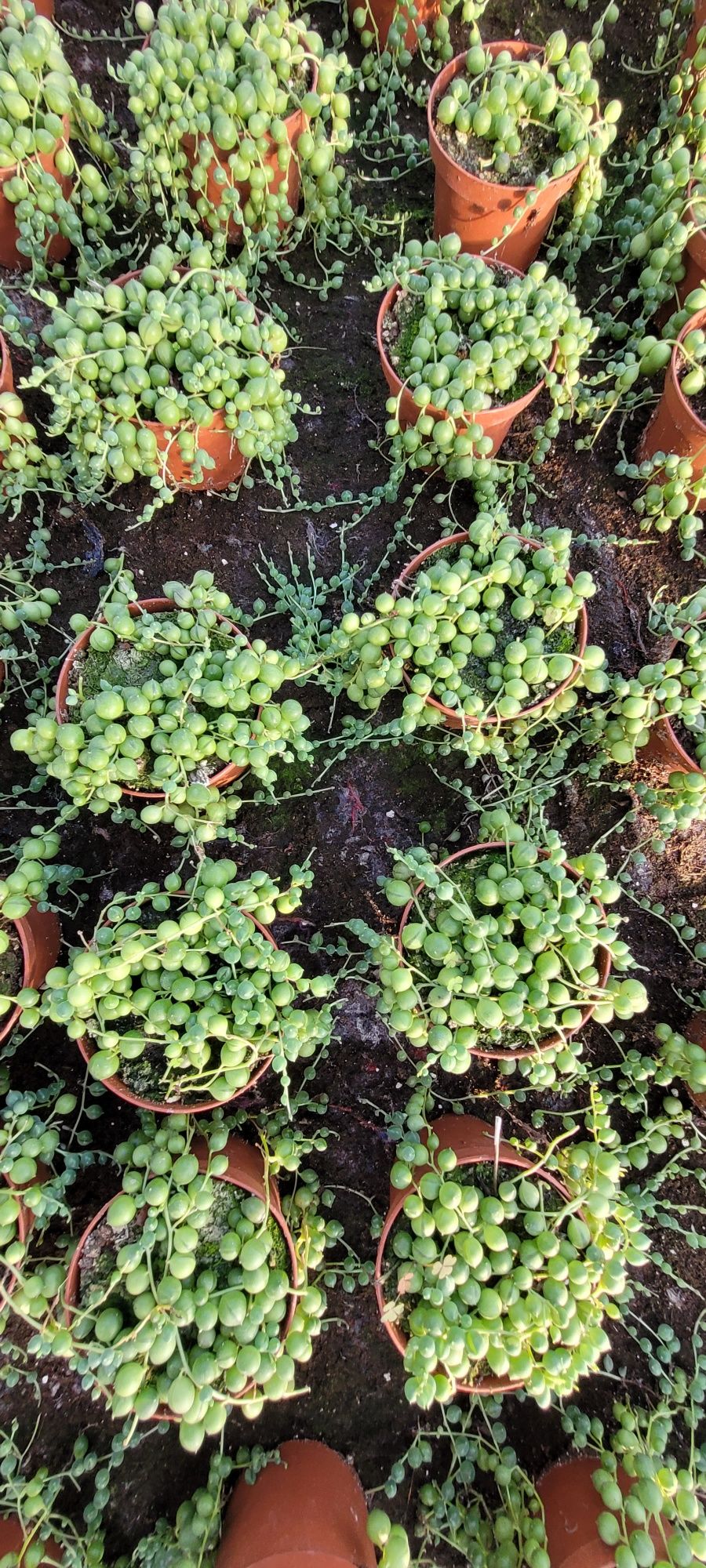 Piękny Senecio rowleyanus (Starzec) sznur pereł