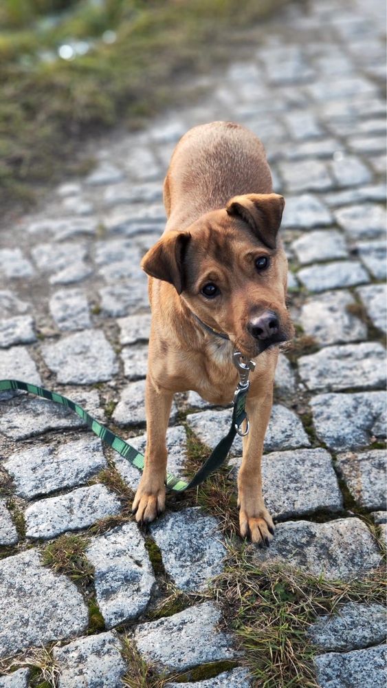 Piękny Barney czeka na doświadczonego i odpowiedzialnego opiekuna!