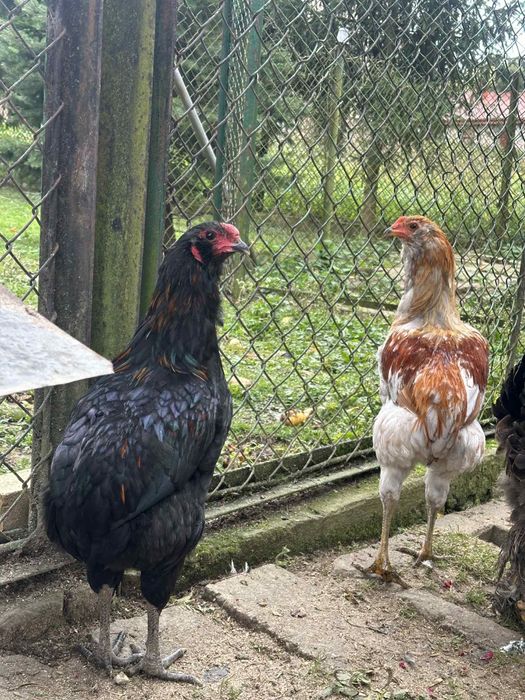 kogutyy Araucana