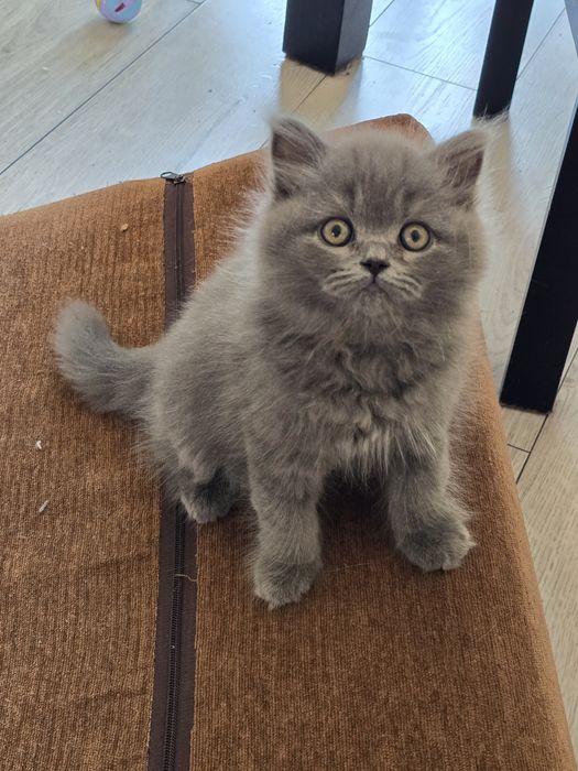 Kocurek brytyjski długowłosy