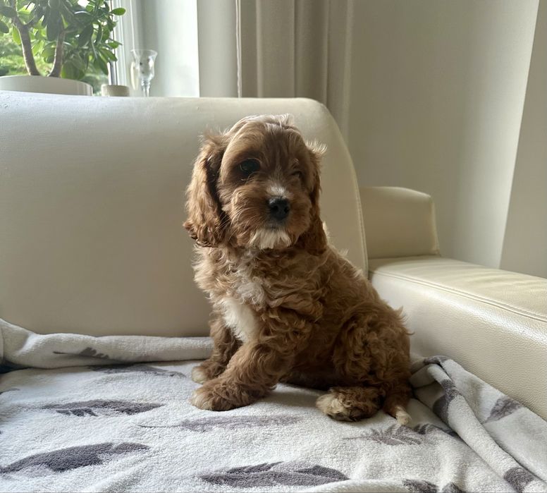 Cavapoo dziewczynka, sunia- badania grnetyczne