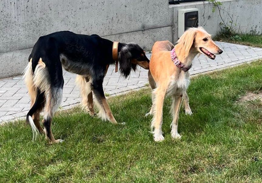 Chart perski saluki
