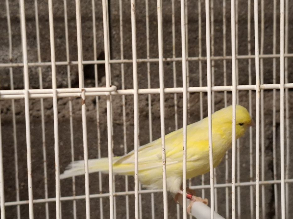 Canarios amarelos machos