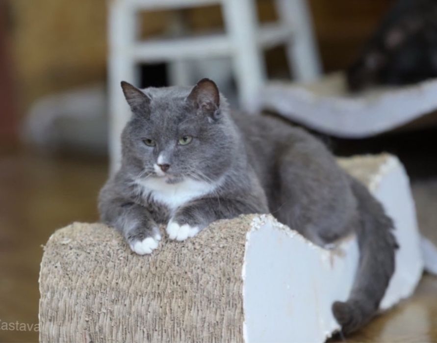 Милий Кутузов, 3 роки. Хлопчик, кошеня, котенок