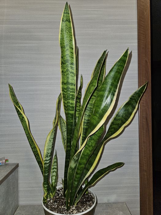 Сансевиерия футура суперба (симплекс), лауренти.