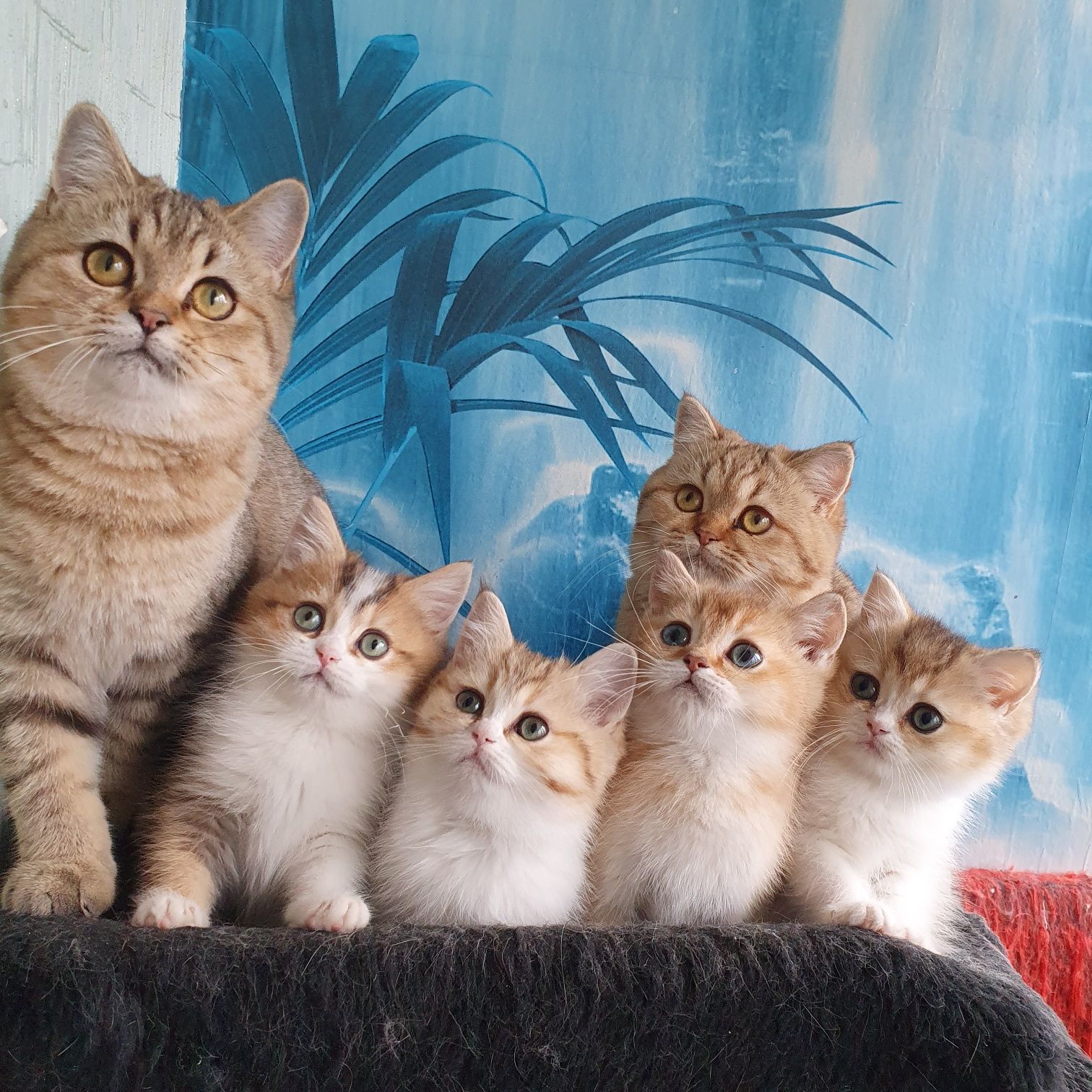 Котики та кішечки різнокольорові очікують родину. Котята, котенок Київ